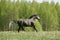 Arabian stallion galloping
