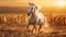 Arabian Stallion Galloping Through a Sun-kissed Field. Generative ai