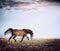 Arabian stallion horse running trot on autumn pasture