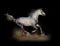 Arabian stallion runs fast in dark