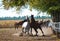 Arabian stallions faithing on the autumn pasture