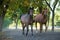 Arabian stallions on the pasture