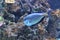 Arabian surgeonfish