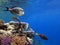 Arabian Surgeonfish Acanthurus Sohal in Red Sea