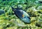 Arabian surgeonfish and klunzinger\'s wrasse fish underwater