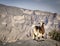 Arabian tahr at Jebel Shams in Oman