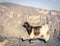 Arabian tahr at Jebel Shams in Oman