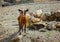 Arabian tahr in the mountains of Fujairah, UAE