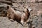 Arabian Tahr wild mountain goat at Balcony Walk W6, Jebel Shams, Oman