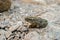 Arabian toad (Bufo arabicus)