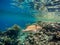 Arabian Triggerfish on coral garden in red sea, Egypt