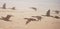 Arabian wild birds flying across the Arabian Desert