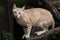 Arabian wildcat (Felis silvestris gordoni)