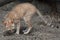 Arabian wildcat (Felis silvestris gordoni)