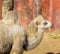 Arabic beauty a white camel portrait in closeup of a beautiful desert animal