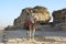 Arabic bedouin on camel near desert stones
