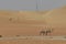 Arabic camels in desert of Abu Dhabi, U.A.E