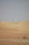 Arabic camels in desert of Abu Dhabi, U.A.E