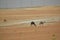 Arabic camels in desert of Abu Dhabi, U.A.E