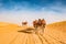 Arabic camels guided by Bedouins in desert of Abu Dhabi, U.A.E. Guided dromedaries by Bedouin men