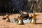 Arabic Coffee Pots