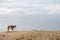 Arabic Horse on Desert