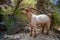 Arabic mountain goat