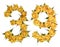 Arabic numeral 39, thirty nine, from yellow flowers of rose, iso