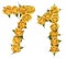 Arabic numeral 71, seventy one, from yellow flowers of rose, iso