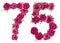 Arabic numeral 75, seventy five, from red flowers of rose, isolated on white background