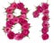 Arabic numeral 81, eighty one, from red flowers of rose, isolate