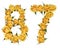 Arabic numeral 87, eighty seven, from yellow flowers of rose, is
