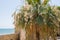 Arabic palm date blooming tree and stone wall of the medieval fort in Larnaca Larnaka of Cyprus