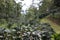 Arabica cofee trees at coffee plantation in Ciwidey, West Java, Indonesia