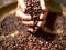 Arabica Coffee bean in farmer hand
