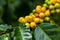 Arabica coffee beans color yellow CatiMor ripening on tree
