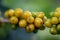 Arabica coffee beans color yellow CatiMor ripening on tree selective focus