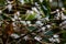 Arabica coffee flowers which looks young and fresh after early blooming stage on nature background