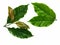 Arabica coffee leaf on a white background