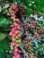 Arabica coffee plant with branch full of red and green coffee cherries. Ripen arabica coffee beans