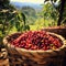 Arabica Elegance: A Bountiful Basket of Ripe Coffee Cherries
