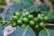 Arabica green immature coffee beans on the tree