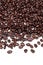 Arabica and robusta coffee beans on white