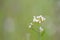 Arabidopsis thaliana (thale cress) small weed model plant