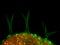 Arabidopsis trichomes