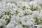 Arabis alpina, mountain rockcress or alpine rock cress. White arabis caucasica flowers growing in the forest