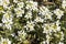 Arabis alpina subsp. caucasica `Variegata`