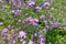 Arabis blepharophylla flowers or rock cress, common coast rock cress or rose rock cress. Arabis Spring Charm blossom. Power