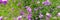 Arabis blepharophylla flowers or rock cress, common coast rock cress or rose rock cress. Arabis Spring Charm blossom. Power