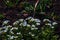Arabis caucasica arabis mountain rock cress springtime flowering plant, causacian rockcress flowers with white petals in bloom,